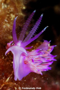 Flabellina affinis by Ferdinando Meli 